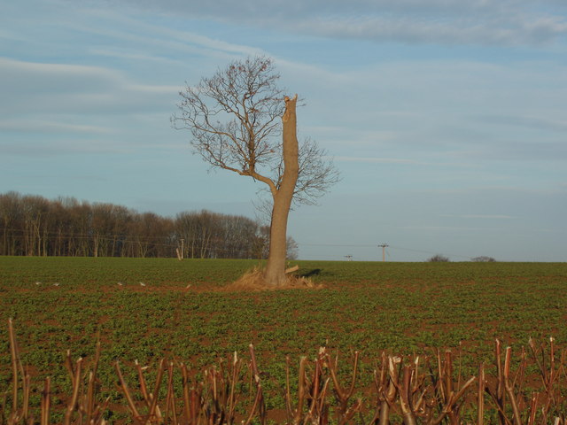 Solitary Tree in and Arable Field, Leys Lane, Boston Spa
