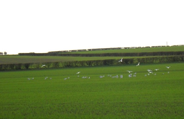 Seagulls over Manor Farm