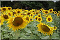 Sunflowers near Tunnel Hill, Upton upon Severn