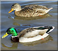 TA0323 : Ducks by David Wright
