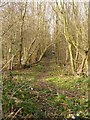 Footpath through Stedehill Wood