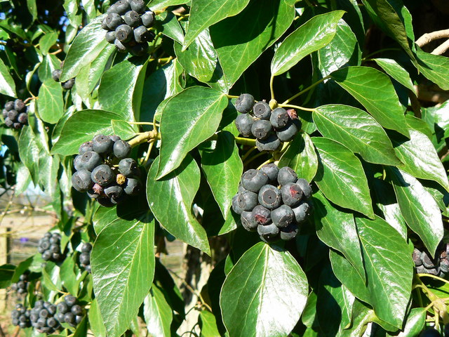 Black berries on a dead tree near Marr Green, Wiltshire