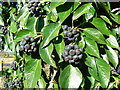 SU2260 : Black berries on a dead tree near Marr Green, Wiltshire by Brian Robert Marshall