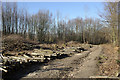 Coppicing in Mereworth Woods