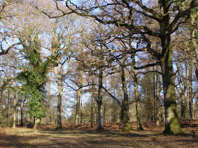 Oaks within Castle Piece, Roe Inclosure, New Forest