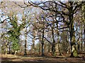 SU1908 : Oaks within Castle Piece, Roe Inclosure, New Forest by Jim Champion