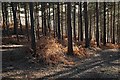 SU4601 : Conifer plantation at Badminston by Robin Somes