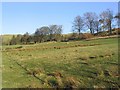 Grazing field near Binks