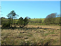 Glenluie Marsh