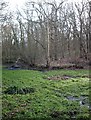 The pond - Coombe Wood, Thundersley