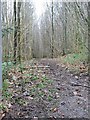 View NW along footpath in Covert Wood