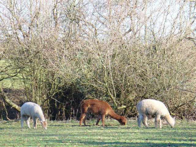 Alpacas by Chestnut Farm