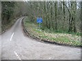 Road through the woods