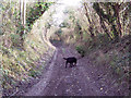 Byway to the Old Shaston Drove from Barford St Martin