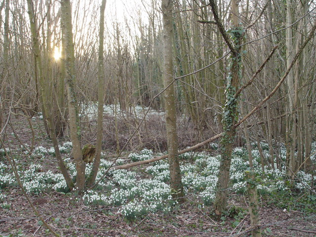Snowdrops in Rendezvous Plantation