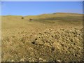 Rough grazing on Binks Hill