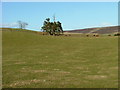 Stand of Trees on Grazing Land