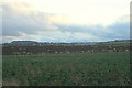 Grazing sheep to the north of Inverurie.