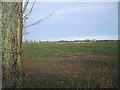 Wintering Geese Feeding