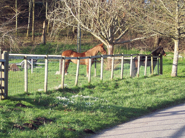 Ponies in Paddock in Baverstock