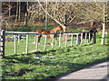 Ponies in Paddock in Baverstock