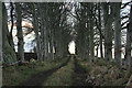 Avenue leading to woodland south of Mains of Inveramsay.