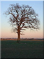 Lone tree in the Lincolnshire countryside