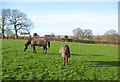 Horses by Ivy House Farm