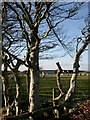 Through the trees to Whitehill