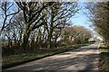 Tree lined road