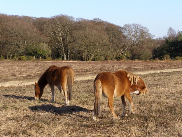 Ponies on Bratley Plain, New Forest