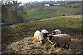 Sheep at Sibford Ferris