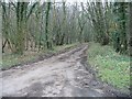 Road through Fryarne Park Wood