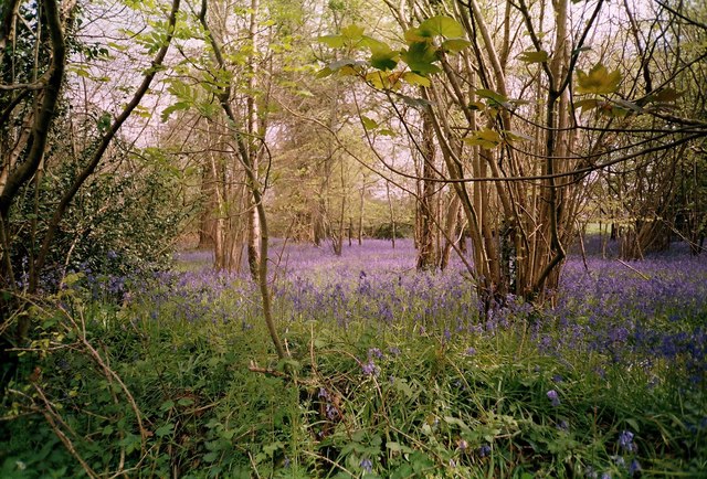 Bluebells in The Holm Bushes, Bailey Ridge near Leigh