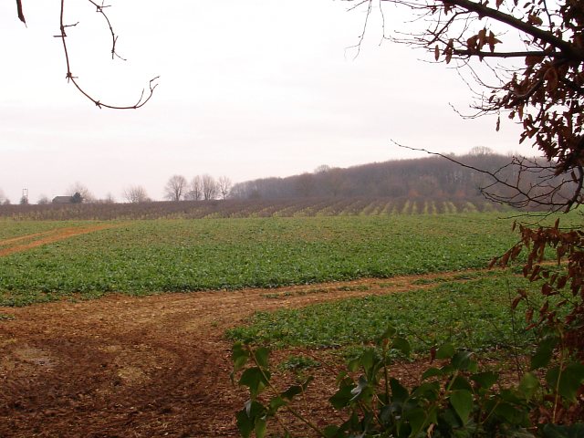 Orchards east of Hermitage Lane