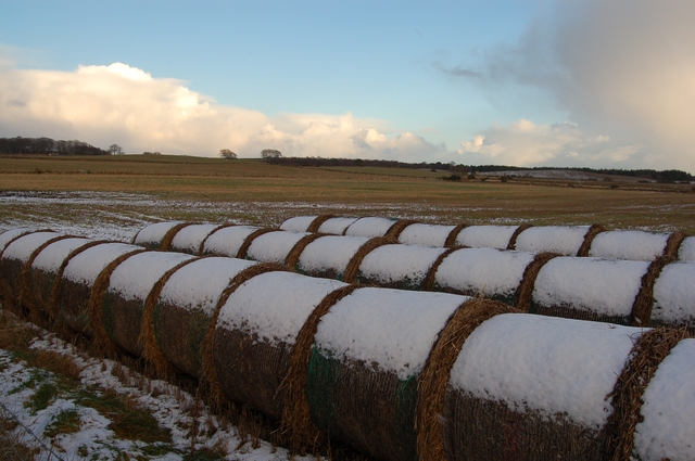 Snow-capped bales