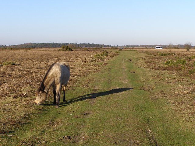 Track north of Slufters Pond, New Forest
