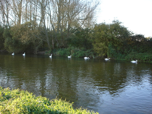 Swans on the Avon, Downton