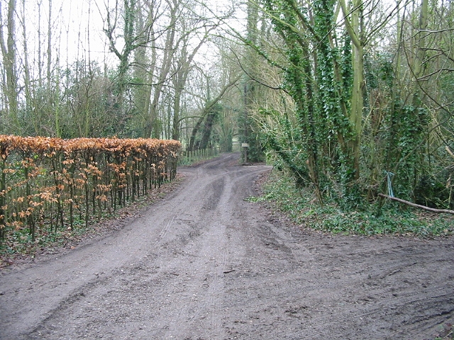 Selection of muddy tracks, looking SE from sharp bend, Woodlands Road
