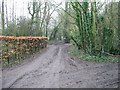 Selection of muddy tracks, looking SE from sharp bend, Woodlands Road