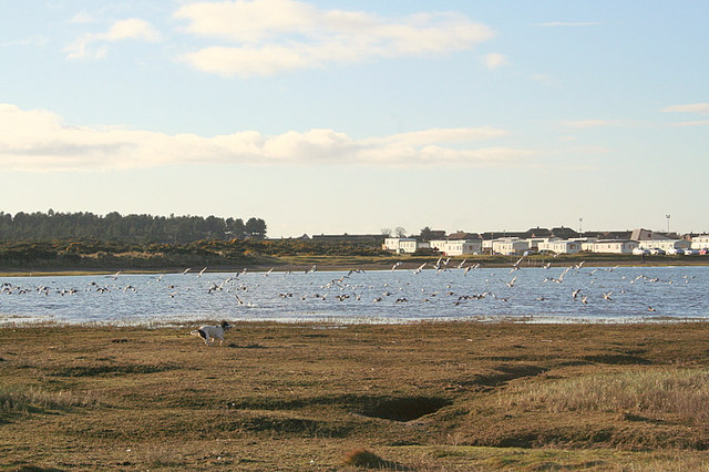 A Spaniel creates mayhem with the Oyster Catchers and Wigeon.