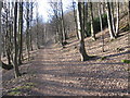 Track through the Ochil Hills Woodland Park