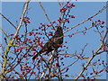 Blackbird on hawthorn tree