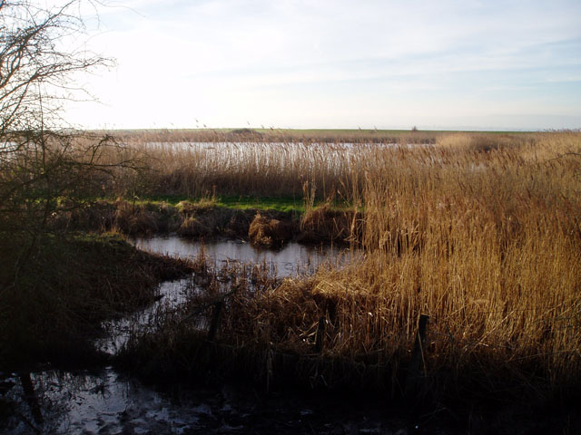 Reedbeds by the Severn estuary