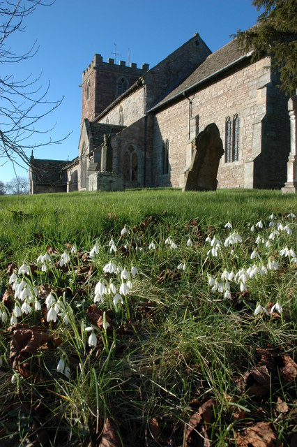 Snowdrops and St Mary's church, Almeley