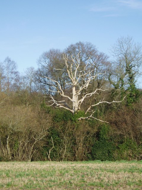 Dead Tree in Hugletts Wood