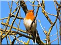 SU1982 : A robin in a tree, Swindon by Brian Robert Marshall