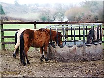 SU1809 : Winter Feed for the Ponies by Gillian Thomas