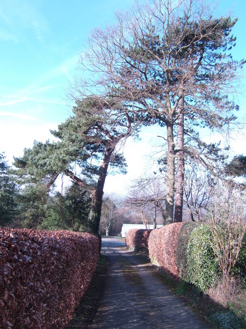 Road to the nurseries off Swife Lane