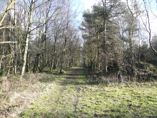 Farley Moor - Woodland Path